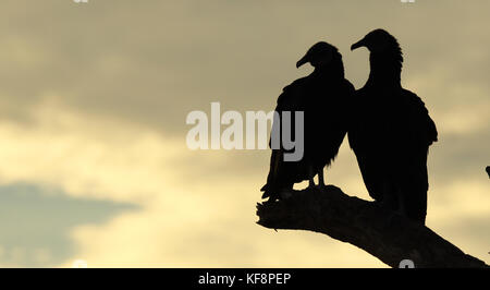 Ein Paar schwarze Geier Silhouette gegen einen Sonnenuntergang in die Everglades. Stockfoto