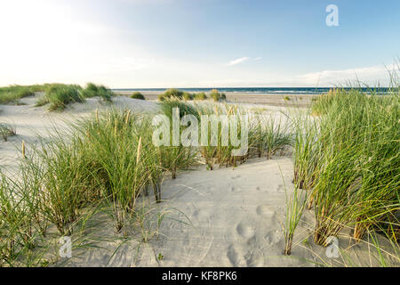 Strand mit Dünen und marram Gras in sanften Sonnenuntergang am Abend Licht. Stockfoto