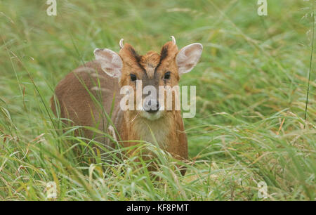 Ein Hirsch Muntjac Deer (Muntiacus reevesi), der im langen Gras steht. Stockfoto