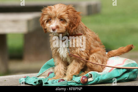 Ein niedliches cavapoo Welpen. Stockfoto