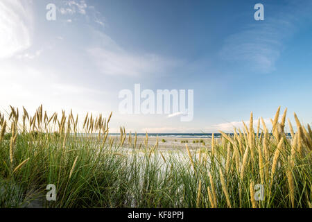 Strand mit Dünen und marram Gras in sanften Sonnenuntergang am Abend Licht. Stockfoto