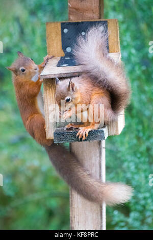 Zwei einheimische rote Eichhörnchen (Sciurus vulgaris), die in einer Fütterungsstation für Eichhörnchen im Abernethy Forest in der Nähe von Loch Garten, Schottland, Großbritannien, nach Nahrung suchen Stockfoto