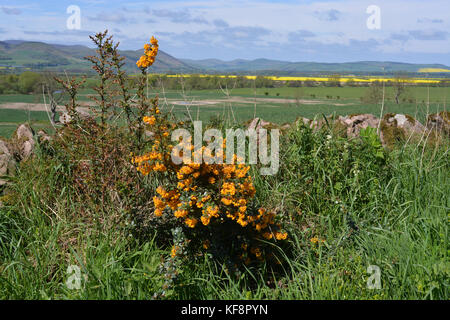 Berberis wild in Northumberland Stockfoto