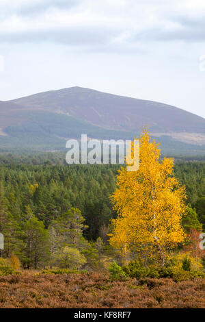 Herbst die Sonne über die Berge und Lairig Ghru Pass, der durch die Rothiemurchus Estate Pässe, Cairngorms National Park, Schottland Stockfoto