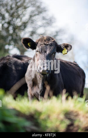 Eine Herde von neugierigen Schlagwörter junge schwarze Limousin mit Holstein friesen Vieh gekreuzt auf einem öffentlichen Fußweg im Feld in der Nähe von Dartmouth Devon, Großbritannien Stockfoto