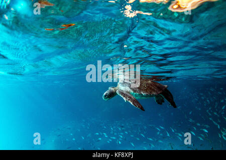 Galapagos, Ecuador, die Insel Isabela, Punta vicente Roca, eine Meeresschildkröte schwimmt in den klaren Gewässern vor der Insel Isabela Stockfoto
