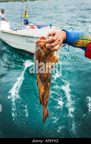 Galapagos, Ecuador, die lokalen Fischer Fisch auf den m/c Ocean Spray verkaufen Stockfoto