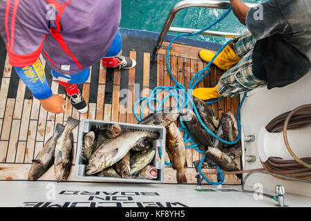 Galapagos, Ecuador, die lokalen Fischer Fisch auf den m/c Ocean Spray verkaufen Stockfoto