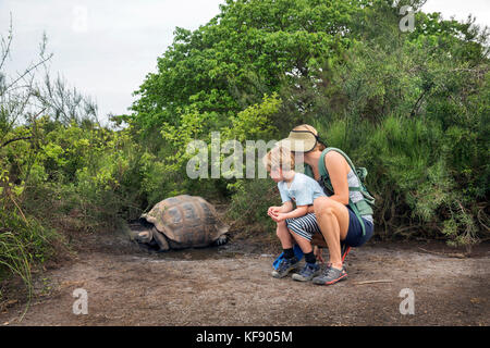 Galapagos, Ecuador, riesige Land Schildkröte entdeckt während der Erkundung der Westseite der Insel Isabela an der Basis von Vulkanen Alcedo und Darwin Stockfoto