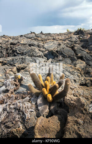 Galapagos, Ecuador, Landschaft zu sehen, während Sie rund um Punta Moreno auf der Insel Isabela Stockfoto