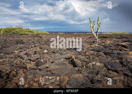 Galapagos, Ecuador, Landschaft zu sehen, während Sie rund um Punta Moreno auf der Insel Isabela Stockfoto