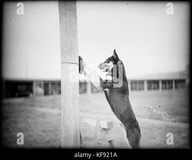 27928 Polizei Hund Tess Stockfoto