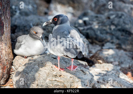 Galapagos, Ecuador, tailed swallow Möwen hängen an den Felsen der South Plaza Insel vor der Küste von Santa Cruz se Stockfoto