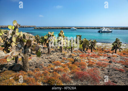 Galapagos, Ecuador, PRICKLY-pear Cactus auf South Plaza Insel vor der Küste von Santa Cruz se Stockfoto