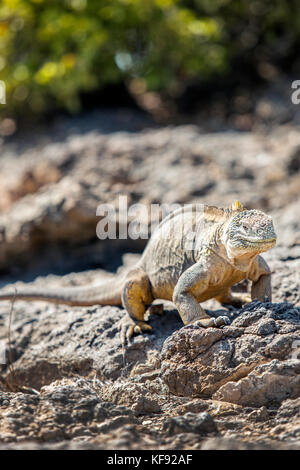 Galapagos, Ecuador, gelb-grau Landleguane, die auf den Felsen von South Plaza Insel hängen von der Se-Küste von Santa Cruz Stockfoto