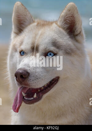 Hundeportrait Husky wird aus der Nähe gemacht Stockfoto
