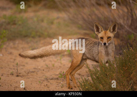 Red Fox (Vulpes vulpes). Die Red Fox ist die größte der echte Füchse, als auch geographisch verteilt Mitglied der carnivora, Stockfoto