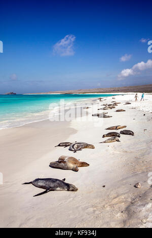 Galapagos, Ecuador, Galapagos Seelöwen lag auf dem Sand in der Nähe von Gardner Bay am Espanola Island Stockfoto