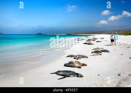 Galapagos, Ecuador, Galapagos Seelöwen lag auf dem Sand in der Nähe von Gardner Bay am Espanola Island Stockfoto