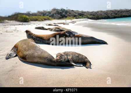 Galapagos, Ecuador, Galapagos Seelöwen lag auf dem Sand in der Nähe von Gardner Bay am Espanola Island Stockfoto