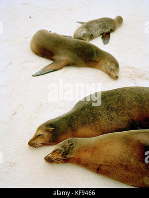 GALAPAGOS, Ecuador, Galapagos Seelöwen Rest in der Sonne an der Gardner Bay auf der Insel Espanola Stockfoto