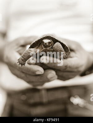 GALAPAGOS, Ecuador, ein Forscher hält ein Baby Riesenschildkröte auf der Insel Santa Cruz an der Charles Darwin Forschungsstation Stockfoto