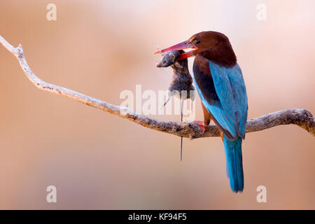 White-throated Kingfisher (Halcyon smyrnensis) mit einem Nagetier im Schnabel, negev, Israel Stockfoto