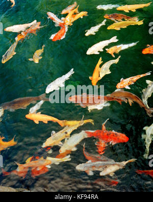 USA, Hawaii, mehrfarbige Coi Fische schwimmen in einem Teich auf der grossen Insel Stockfoto