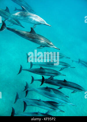 USA, Hawaii, Lana'i, ein pod von Spinner Delphin Schwimmen bei Manele Bay Stockfoto