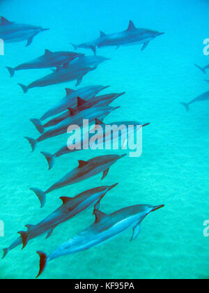 USA, Hawaii, Lana'i, ein pod von Spinner Delphin Schwimmen bei Manele Bay Stockfoto