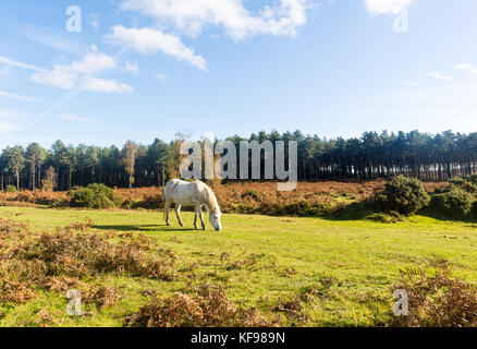 Weißes Pony im Herbst im New Forest, Hampshire, Großbritannien Stockfoto