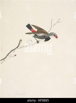 823094 f43 Diamond Firetail Stagonopleura guttata Stockfoto