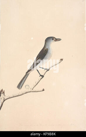 823067 fl6 Grey Shrike thrush Colluricincla Mundharmonika Stockfoto