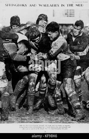 Springböcke und Wallabies im Schlamm, Sydney, 1937. Stockfoto