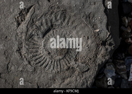 Fossilienjagd am Strand von Lyme Regis, Großbritannien. Stockfoto