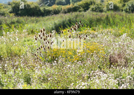 Ein Feld mit wild wachsenden Blumen im Frühling eine Wiese mit Farbe füllen Stockfoto