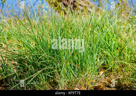 Ein Büschel von Johnson grass, Sorghum halepense, aus der Art geschlagen, der als einer der 10 schlechtesten Unkraut in der Welt, in der Nähe von einem See in Oklahoma, USA wächst. Stockfoto