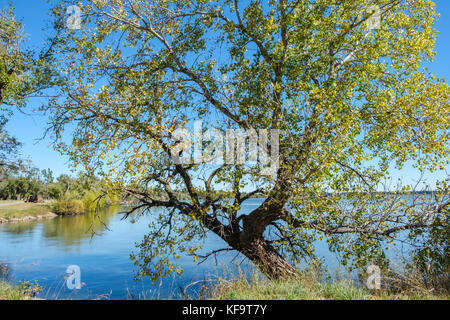 Große Reifen östlichen Pappel baum Anfang Herbst am Ufer eines Sees in Oklahoma, USA wächst. Stockfoto