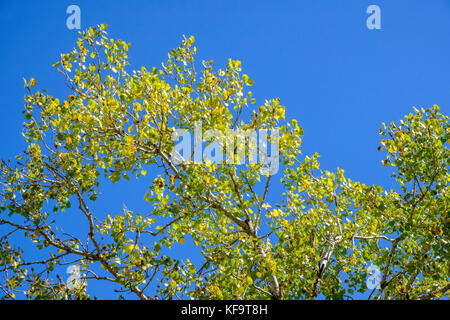 Die Spitze eines großen reifen östlichen Cottonwood Baum frühen Herbst gegen einen blauen Himmel. Oklahoma, USA. Stockfoto