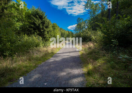 Wanderweg durch einen Wald in schönen grünen Hochsommer Farben. Norwegen, Skandinavien. Stockfoto