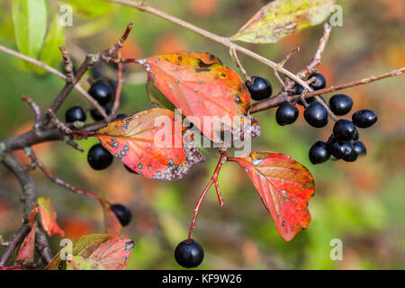 Cotoneaster pseudoambiguus schwarze Beeren, Früchte auf Zweig, Strauch im Herbst Cotoneaster Beeren Stockfoto