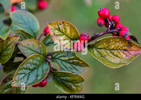 Cotoneaster mingkwongensis Beeren auf einem Zweig, ein Strauch im Herbst Cotoneaster Beeren Stockfoto