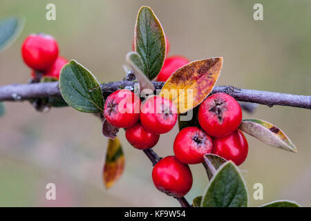 Cotoneaster zabelii rote Beeren, Früchte auf Zweig, Strauch im Herbst Cotoneaster Beeren Stockfoto