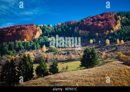 Bunte Bäume im Herbst im Apuseni Gebirge, Rumänien Stockfoto