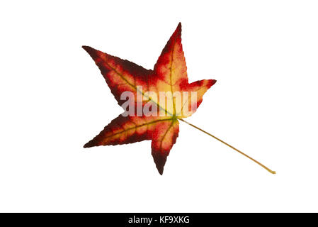 Schön gefärbte einzelne Herbst Blatt eines American sweetgum Liquidambar styraciflua Stockfoto