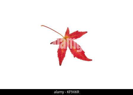 Schön gefärbte einzelne Herbst Blatt eines American sweetgum Liquidambar styraciflua Stockfoto