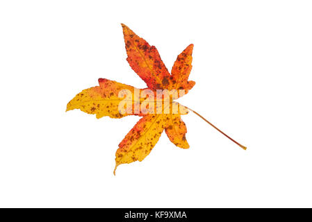 Schön gefärbte einzelne Herbst Blatt eines American sweetgum Liquidambar styraciflua Stockfoto