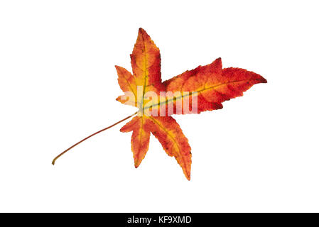 Schön gefärbte einzelne Herbst Blatt eines American sweetgum Liquidambar styraciflua Stockfoto