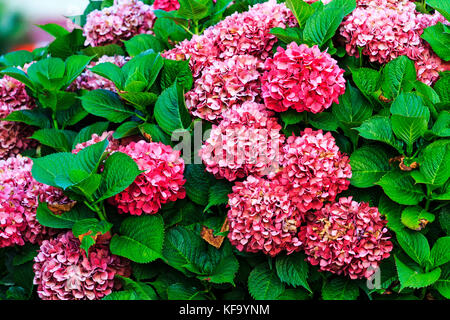 Blumen von pink hydrangea Stockfoto