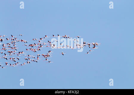 Herde von rosafarbenen Flamingos von "Delta del Po' Lagune, Italien. Natur panorama Stockfoto